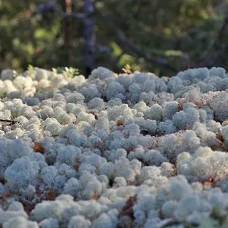 Alahuone By Interhome *