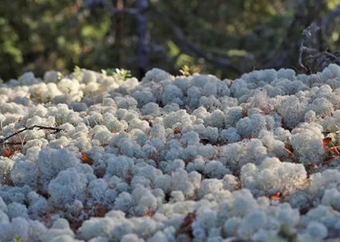 Alahuone By Interhome 펜션